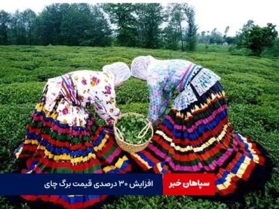 افزایش ۳۰درصدی قیمت خرید برگ سبز چای