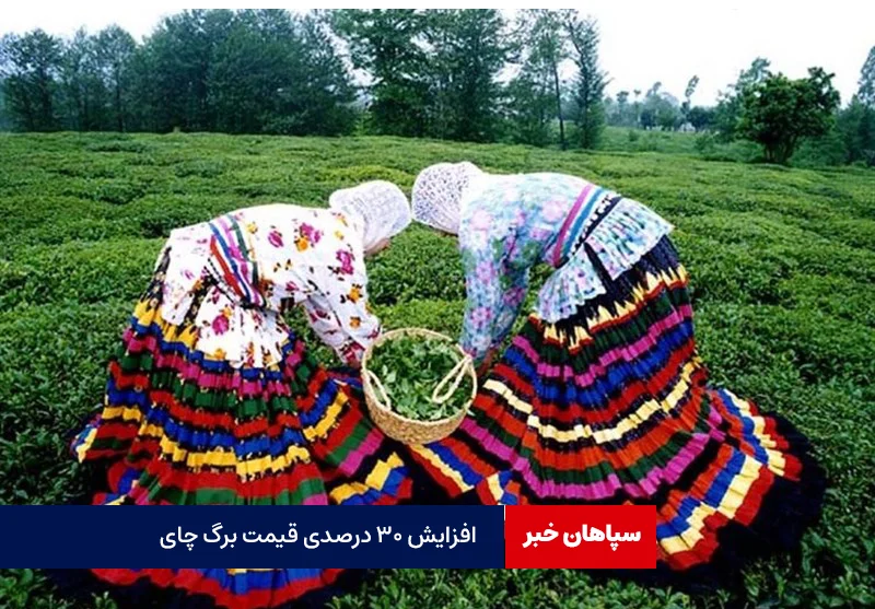 افزایش ۳۰درصدی قیمت خرید برگ سبز چای