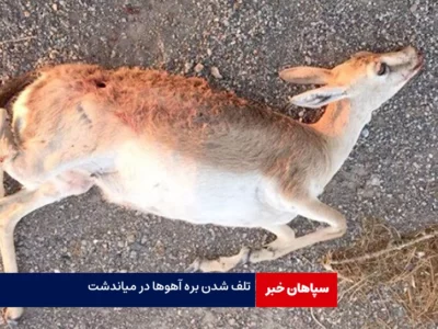 ده‌ها بره آهو در سیل میاندشت تلف شدند / تخریب تمام راه‌های محیط ‌بانی‌