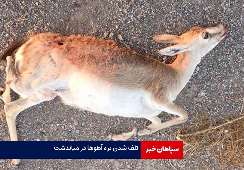 دهها بره آهو در سیل میاندشت تلف شدند / تخریب تمام راههای محیط بانی