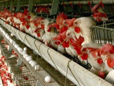 افزایش قیمت گوشت مرغ صحت ندارد