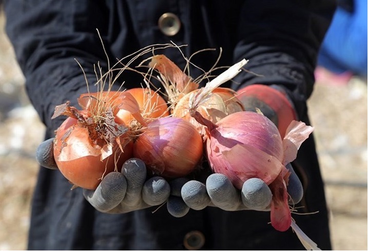 رشد ۲۳ درصدی قیمت پیاز