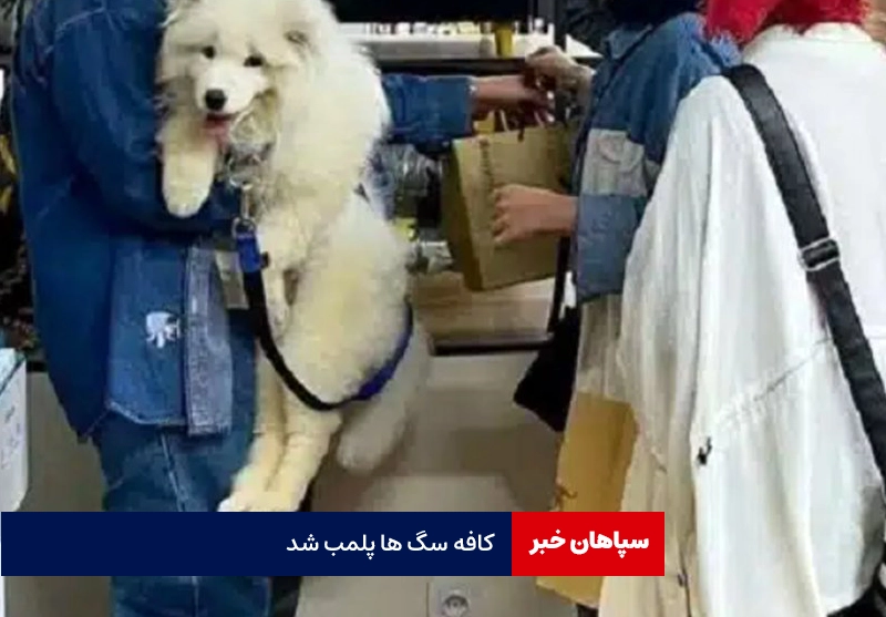 پلمب کافه سگ ها / پایان نافرجام سواستفاده از حیوانات