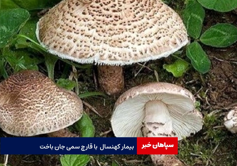 مسمومیت ۱۳ نفر با قارچ سمی / یکی از بیماران کهنسال جان باخت
