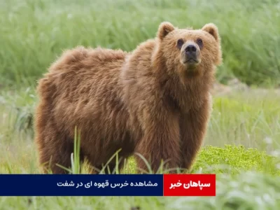 مشاهده خرس قهوه‌ای در شفت