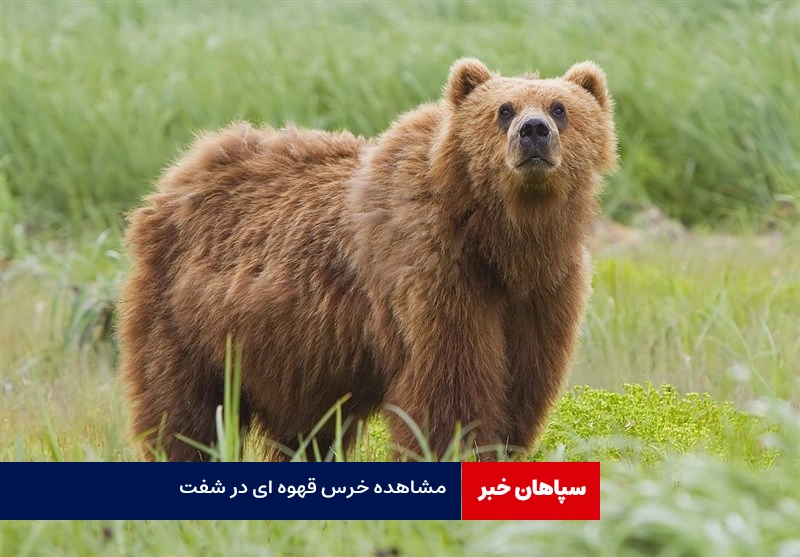 مشاهده خرس قهوهای در شفت