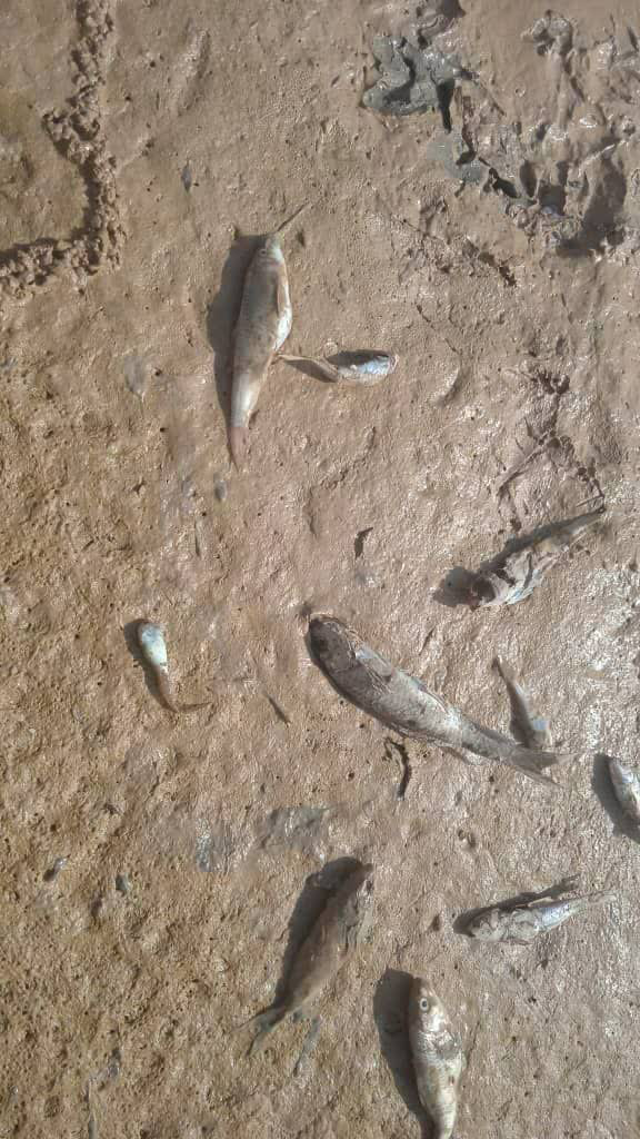 بی بی حکیمه زیرتیغ غارت، آیا فریاد رسی هست؟ 2 8143d63f 3c80 4a62 ac9a 59b7675487af