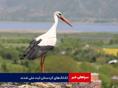 لک‌لک‌های کردستان ثبت ملی شدند
