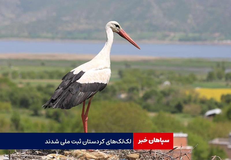 لک‌لک‌های کردستان ثبت ملی شدند