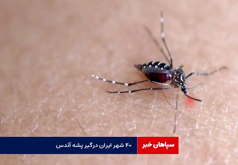 ۴۰ شهر ایران درگیر پشه آئدس / بستری‌شدن ۲۶۰۰ بیمار در یک روز
