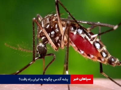ابلاغ سند ملی مقابله با پشه آئدس و ساخت واکسن / پشه آئدس چگونه به ایران راه یافت؟
