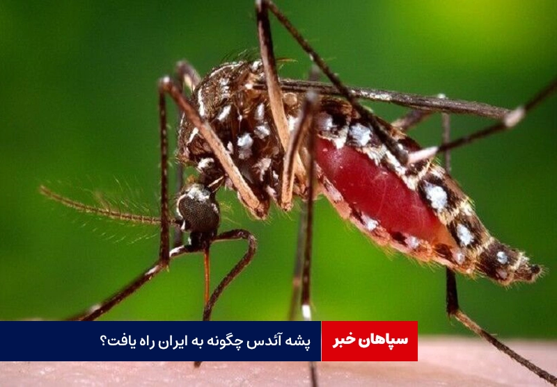 ابلاغ سند ملی مقابله با پشه آئدس و ساخت واکسن / پشه آئدس چگونه به ایران راه یافت؟