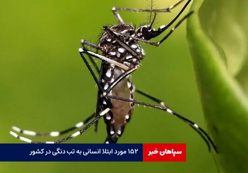 ۱۵۲ مورد ابتلا انسانی به تب دنگی در کشور /ایران در آستانه همه‌گیری جدید