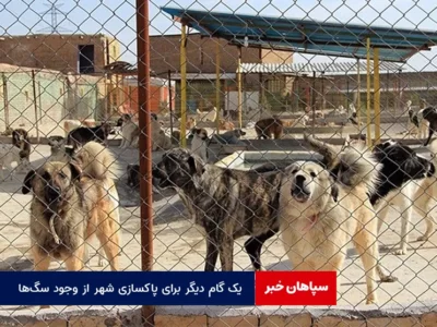 یک گام دیگر برای پاکسازی شهر از وجود سگ‌ها