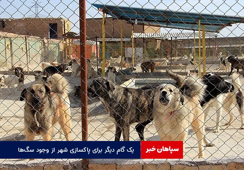 یک گام دیگر برای پاکسازی شهر از وجود سگ‌ها