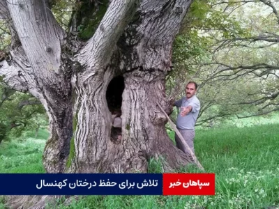 تلاش برای حفظ درختان کهنسال