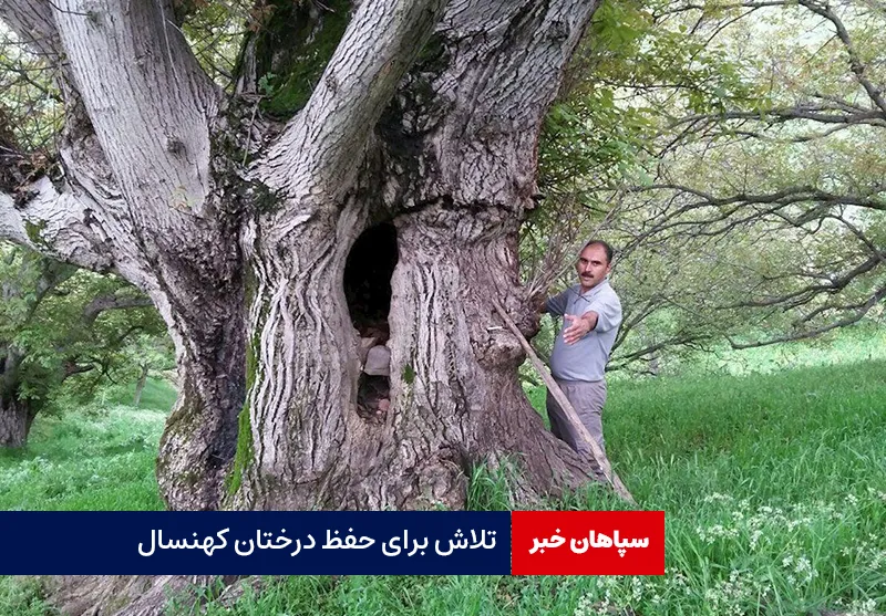 تلاش برای حفظ درختان کهنسال