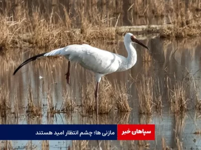 مازندرانی ها چشم انتظار امید، تک درنای سیبری