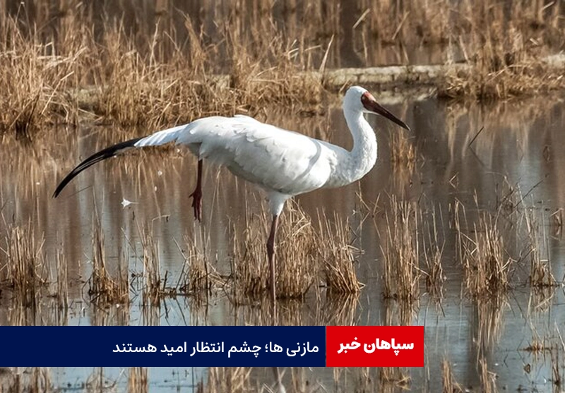 مازندرانی ها چشم انتظار امید، تک درنای سیبری