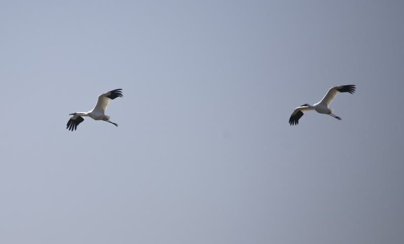 امید و یارجدیدش