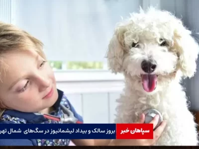 بروز سالک با حیوانات خانگی / بیداد لیشمانیوز در سگ‌های خانگی شمال تهران