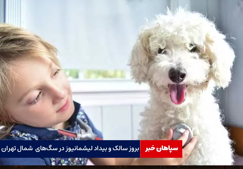 بروز سالک با حیوانات خانگی / بیداد لیشمانیوز در سگ‌های خانگی شمال تهران