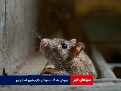 یورش به قلب موش های شهر اصفهان