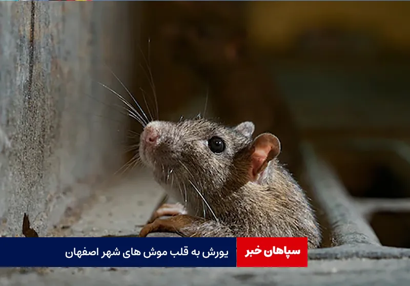 یورش به قلب موش های شهر اصفهان