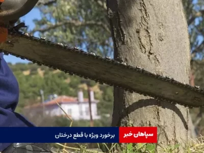 برخورد ویژه با قطع درختان