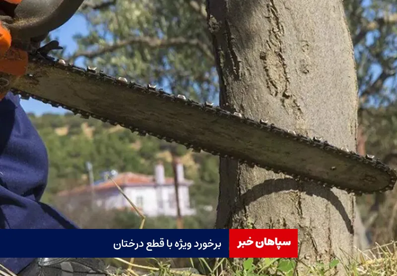 برخورد ویژه با قطع درختان