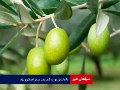 باغات زیتون، کمربند سبز استان یزد