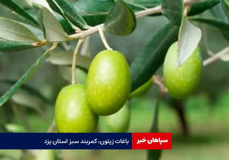 باغات زیتون، کمربند سبز استان یزد