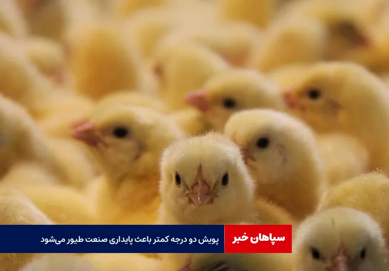 پویش دو درجه کمتر باعث پایداری صنعت طیور می‌شود