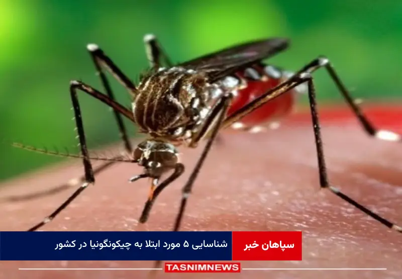 شناسایی ۵ مورد ابتلا به چیکونگونیا در کشور