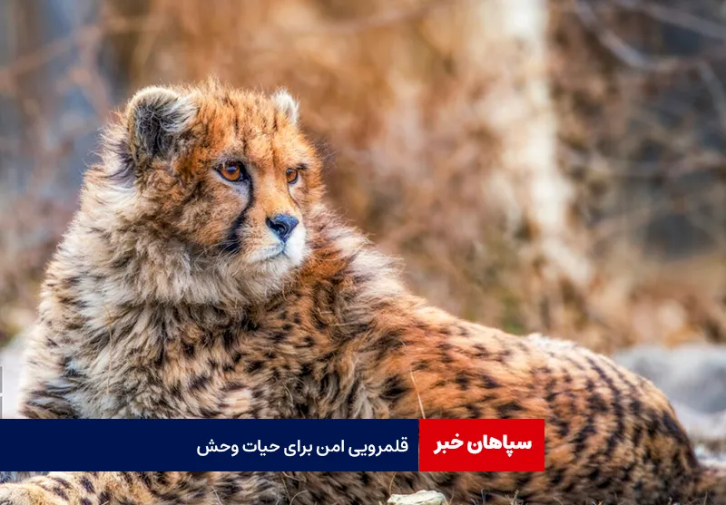 قلمرویی‌ امن برای حیات وحش