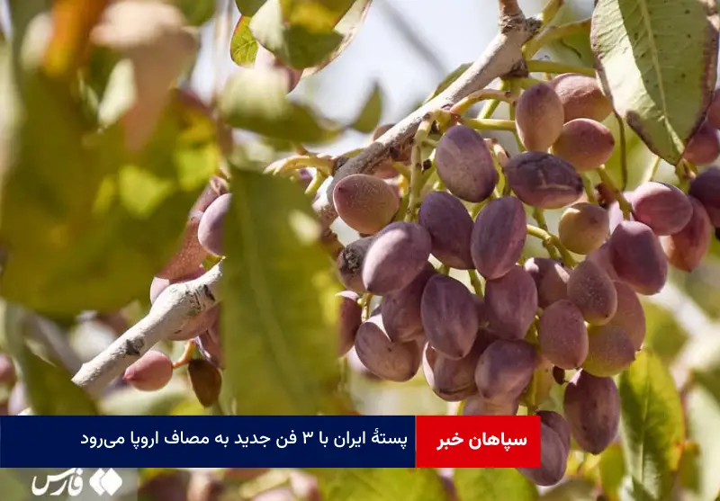 پسته ایران با ۳ فن جدید به مصاف اروپا می‌رود