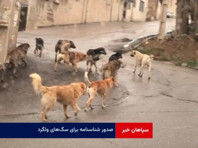 صدور شناسنامه برای سگ‌های ولگرد