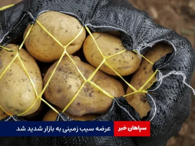 عرضه سیب زمینی به بازار شدید شد