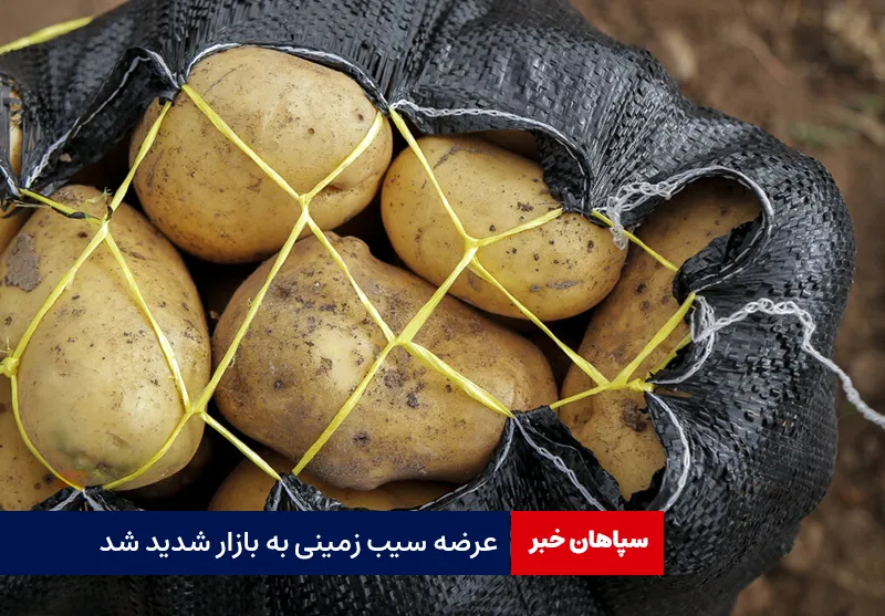 عرضه سیب زمینی به بازار شدید شد