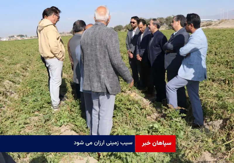 سیب زمینی ارزان می شود