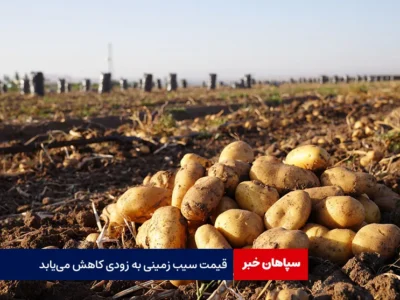 قیمت سیب زمینی به زودی کاهش می‌یابد