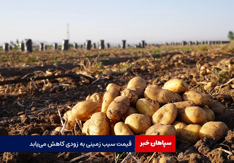 قیمت سیب زمینی به زودی کاهش مییابد