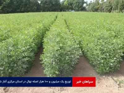 توزیع یک میلیون و ۱۰۰ هزار اصله نهال در استان مرکزی آغاز شد