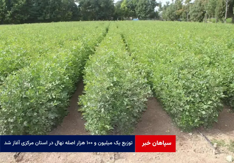 توزیع یک میلیون و ۱۰۰ هزار اصله نهال در استان مرکزی آغاز شد