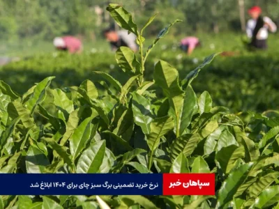 نرخ خرید تضمینی برگ سبز چای برای ۱۴۰۴ ابلاغ شد