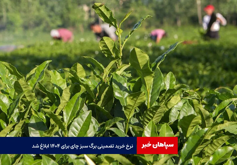 نرخ خرید تضمینی برگ سبز چای برای ۱۴۰۴ ابلاغ شد
