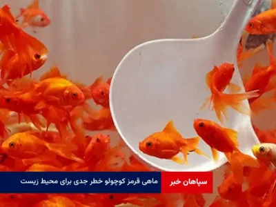 «ماهی قرمز کوچولو» خطر جدی برای محیط زیست