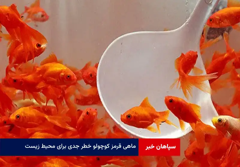 «ماهی قرمز کوچولو» خطر جدی برای محیط زیست