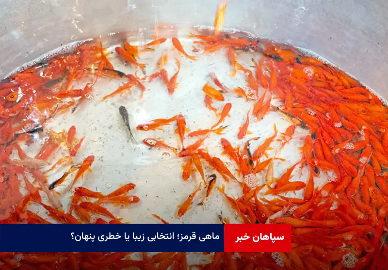 ماهی قرمز؛ انتخابی زیبا یا خطری پنهان؟