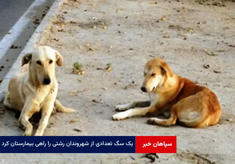 یک سگ تعدادی از شهروندان رشتی را راهی بیمارستان کرد